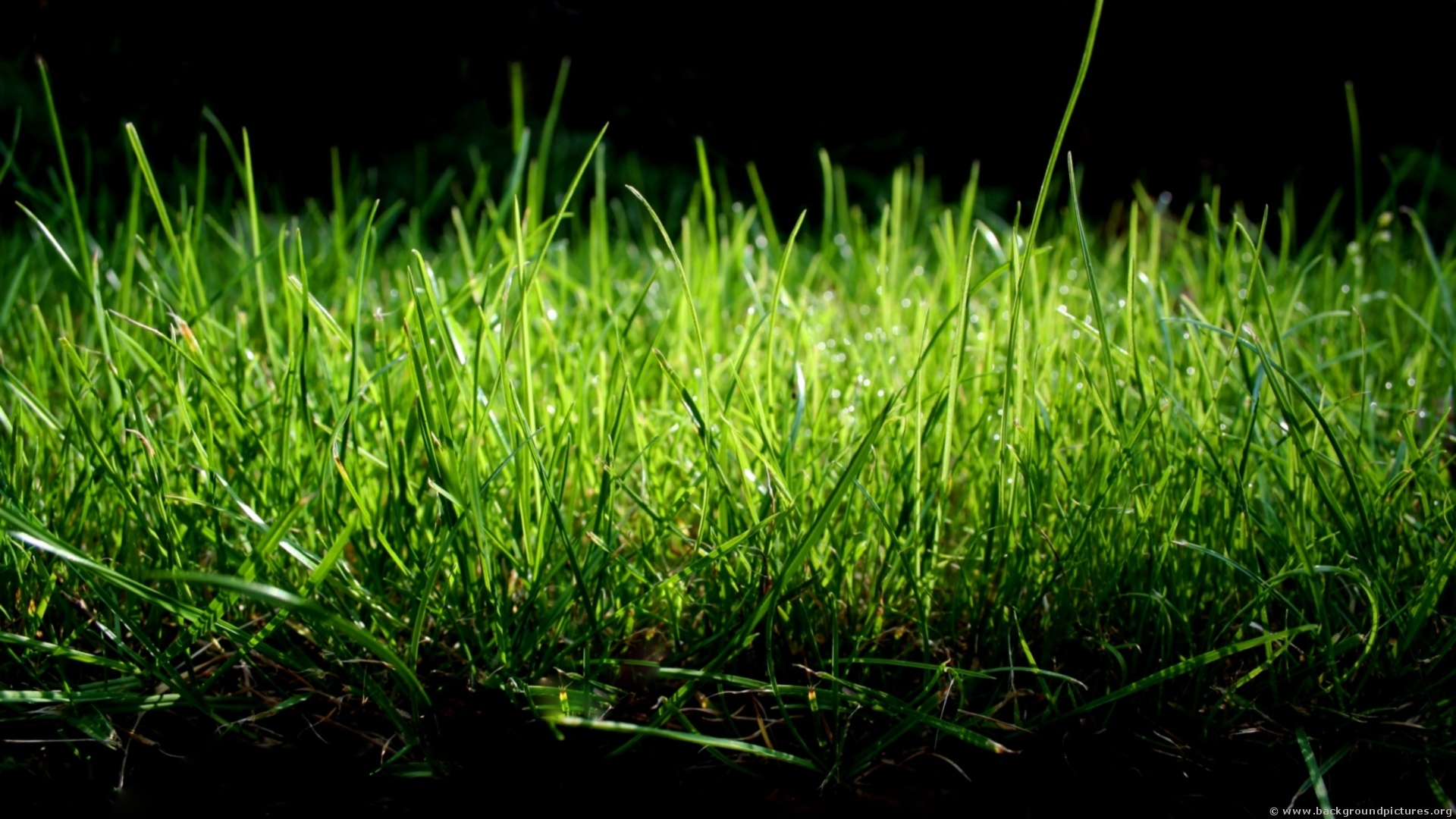 Lawn After Care service